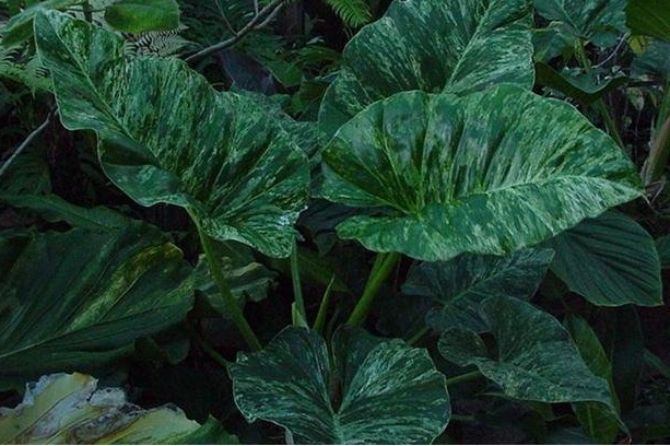 Philodendron, Variegated Giant Philodendron Variegated