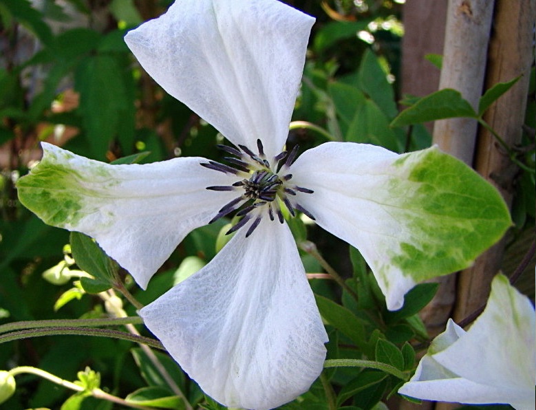 Clematis, Luxurious White Clematis, Viticella Clematis Alba Luxurians