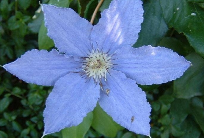 Clematis, Early Large-flowered Clematis Alice Fisk