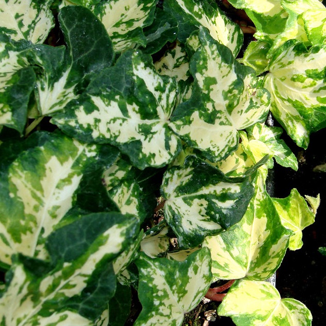 English Ivy, Common Ivy Golden Ingot