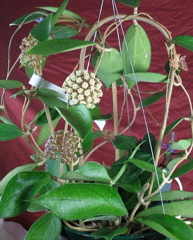 Hoya, Wax Plant, Porcelain Flower Jennifer