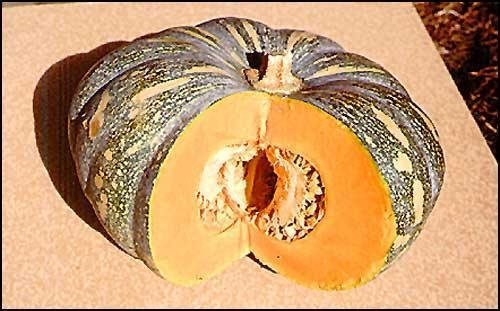 Pumpkin, Winter Squash Jap