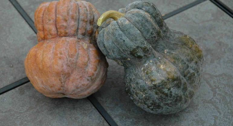 Pumpkin, Winter Squash Shishigatani