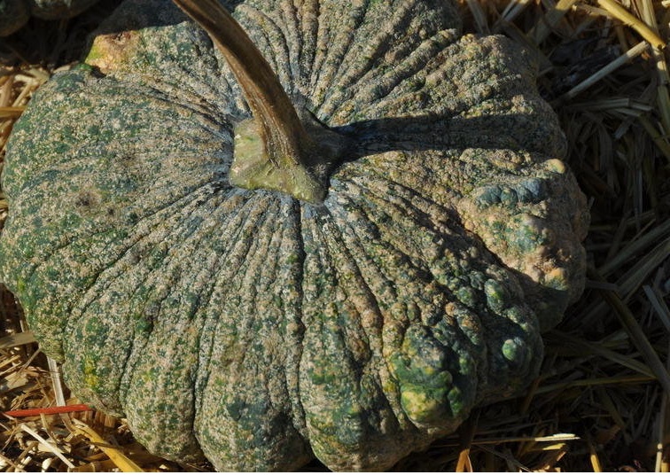 Pumpkin, Winter Squash Thai Large Pumpkin