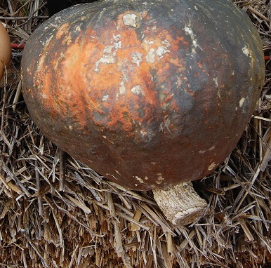 Hubbard Squash, Winter Squash Anna Swartz Hubbard