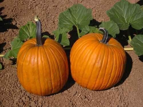 Pumpkin, Winter Squash Early Harvest