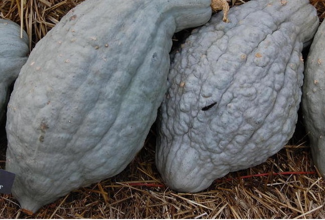 Hubbard Squash, Winter Squash New England Blue Hubbard