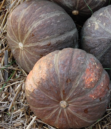 Kabocha Squash, Japanese Pumpkin Super Delite