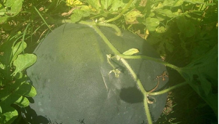 Watermelon C. S. White Flesh