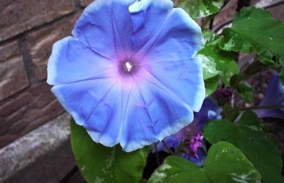 Japanese Morning Glory Mt.Fuji Pale Purple