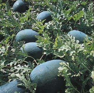 Watermelon Odem