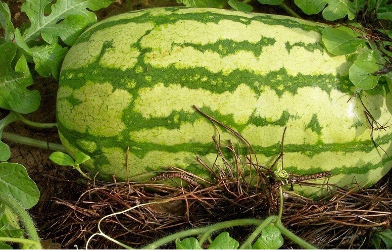 Watermelon Starbrite