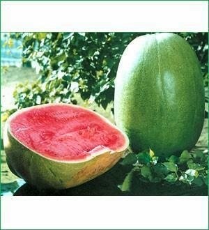 Watermelon Special Big Fubao