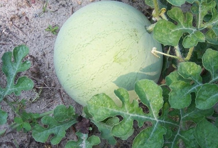 Watermelon Ultra Cool