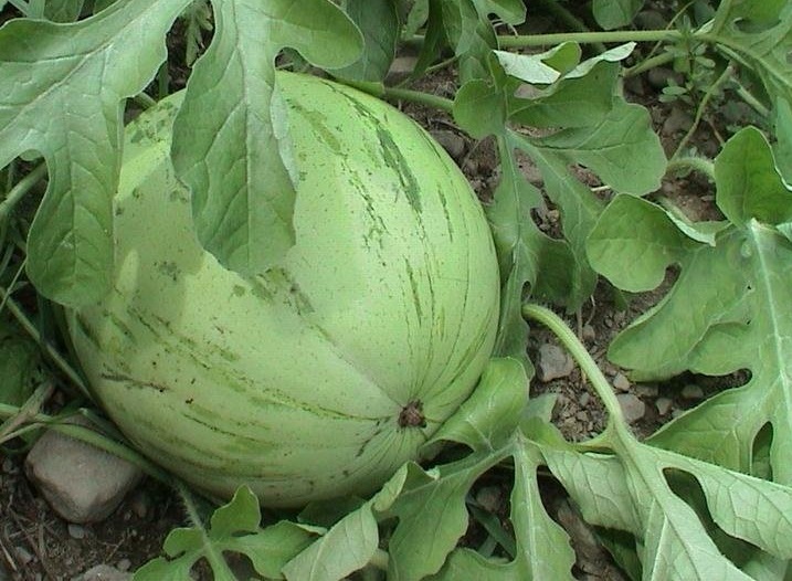 Watermelon Osh Kirgizia