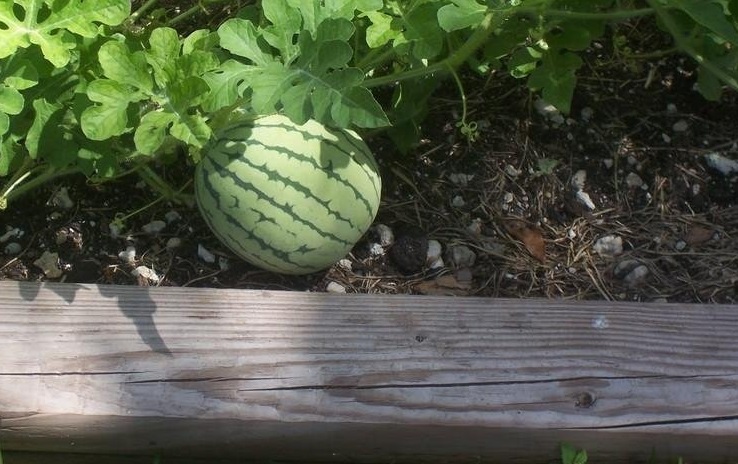 Watermelon Petite Yellow