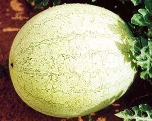 Watermelon Kaolack