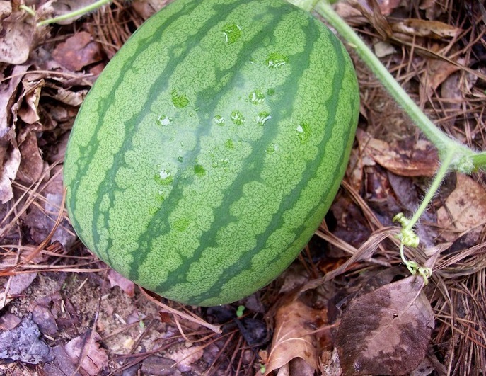 Watermelon Iopride