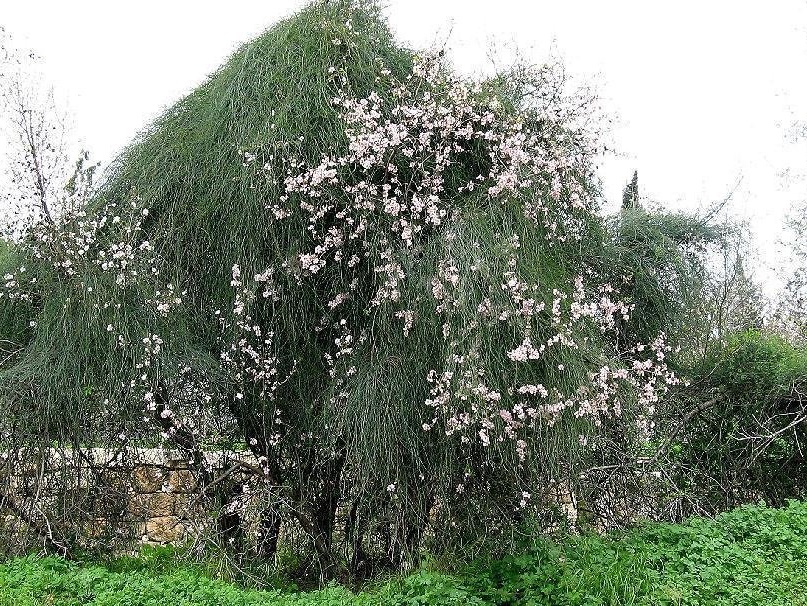 Ephedra