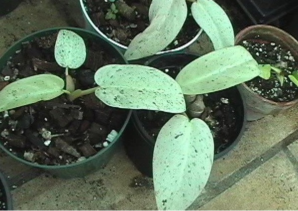 Philodendron Albo-Maculata
