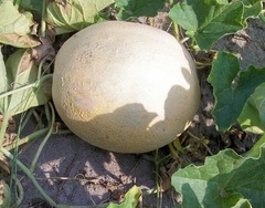 Cantaloupe 'Carole'