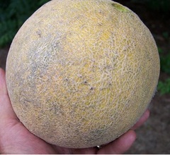 Cantaloupe 'Excellence'