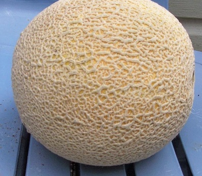 Cantaloupe Moneyloupe