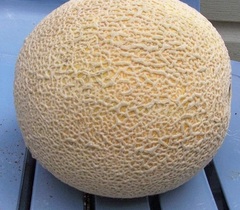 Cantaloupe 'Moneyloupe'