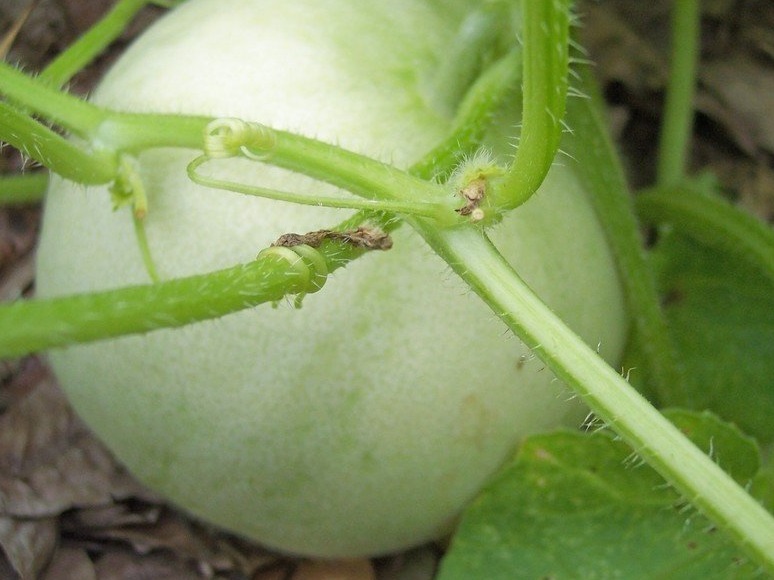 Honey Dew Melon Honey Pearl