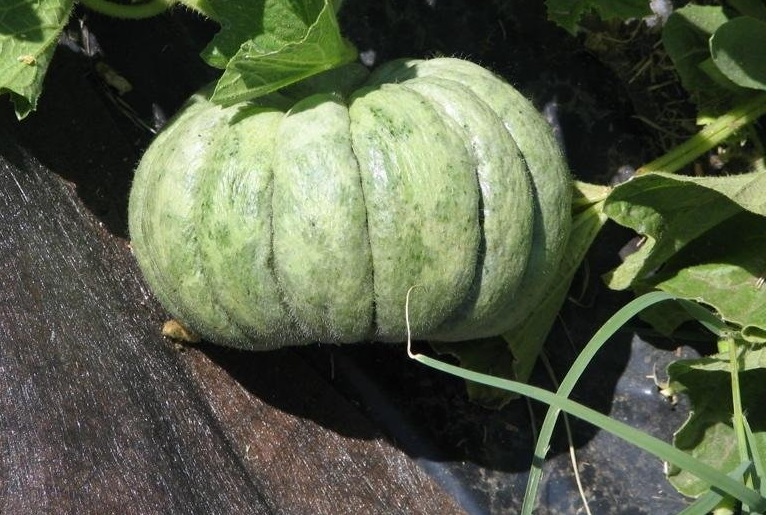 Charentais Melon Prescott Fond Blanc