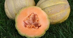 Cantaloupe 'Amish'