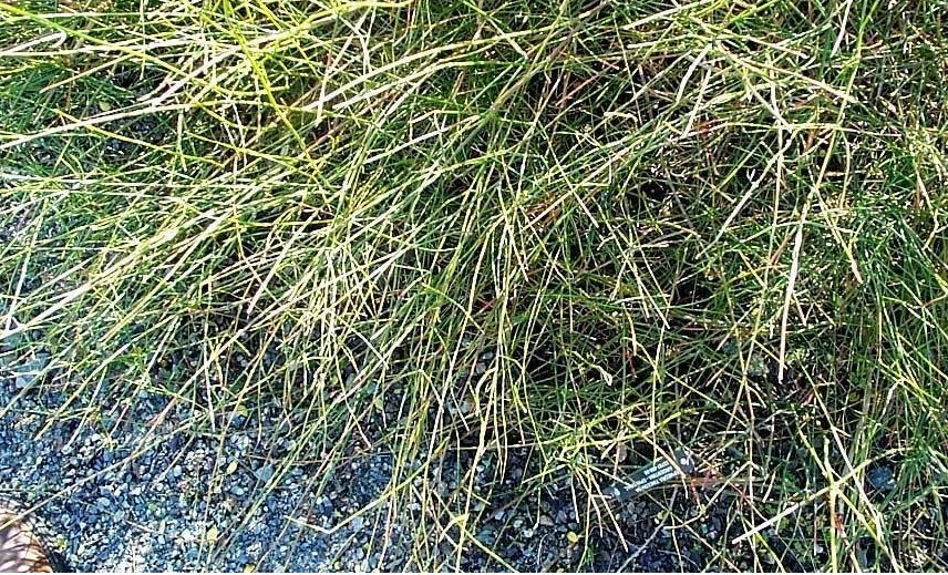 Ephedra Species, Horsetail, Tramontana