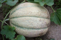 Cantaloupe 'Supermarket'