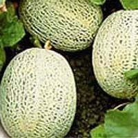 Cantaloupe 'Bush Star'