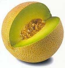 Cantaloupe, Galia 'Gilat'