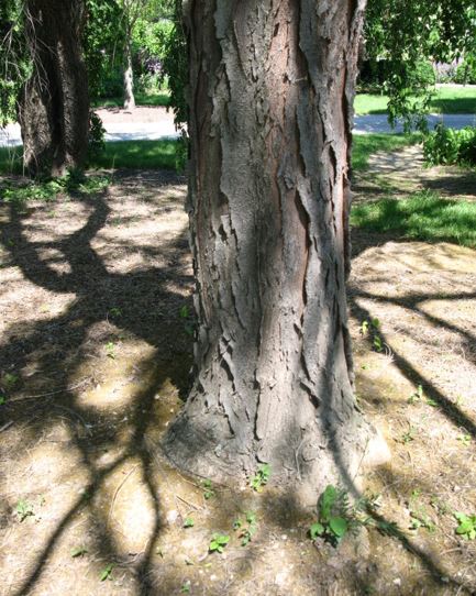 Gleditsia, Thornless Honeylocust Shademaster