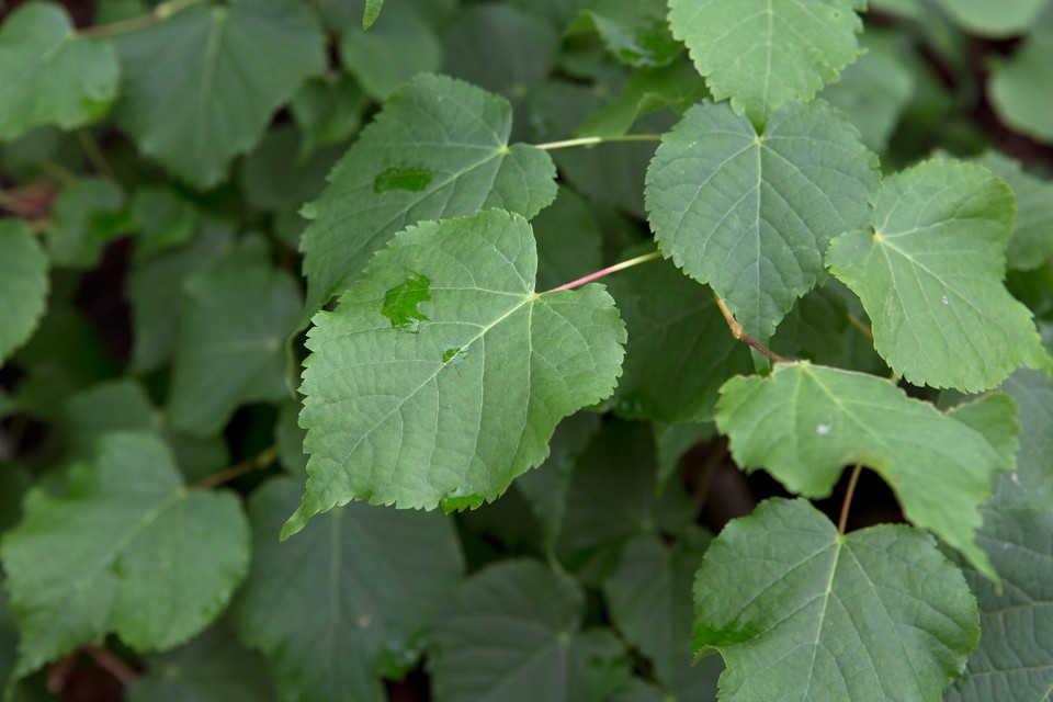 Littleleaf Linden Green Globe