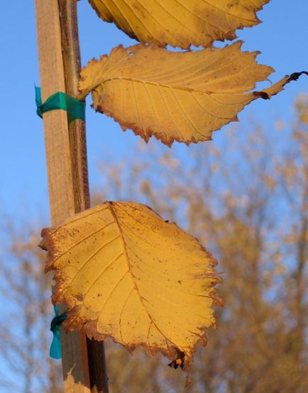 American Elm, White Elm Jefferson
