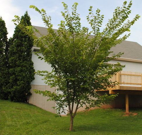 American Elm, White Elm American Liberty