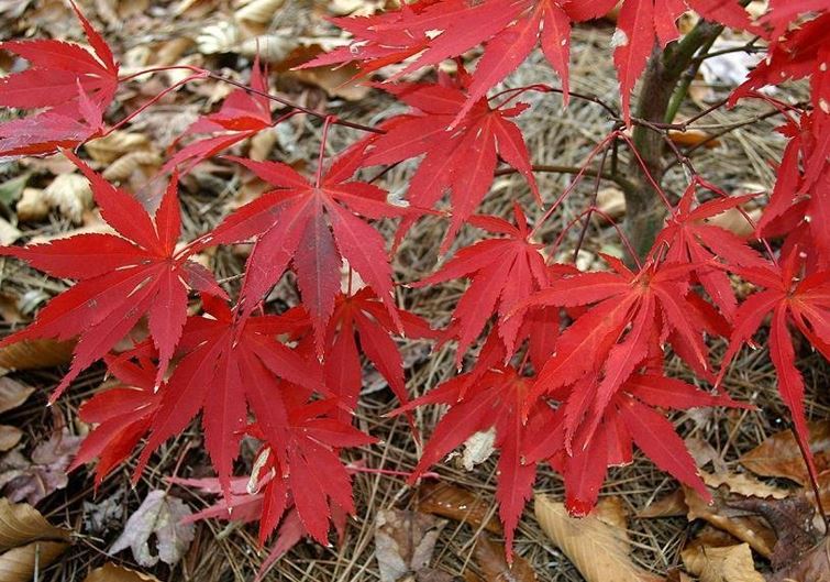 Japanese Maple Nicholsonii