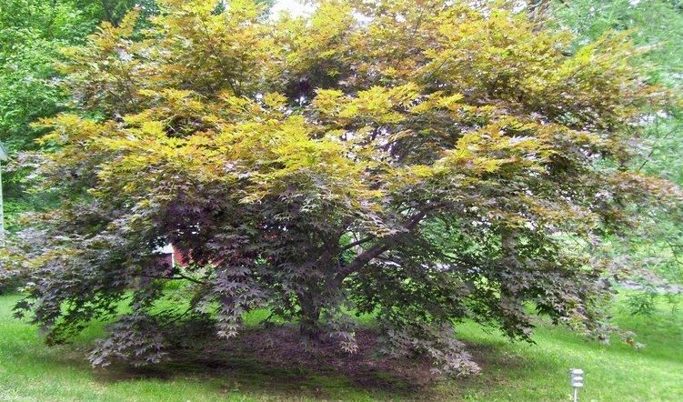 Japanese Maple Iijima Sunago