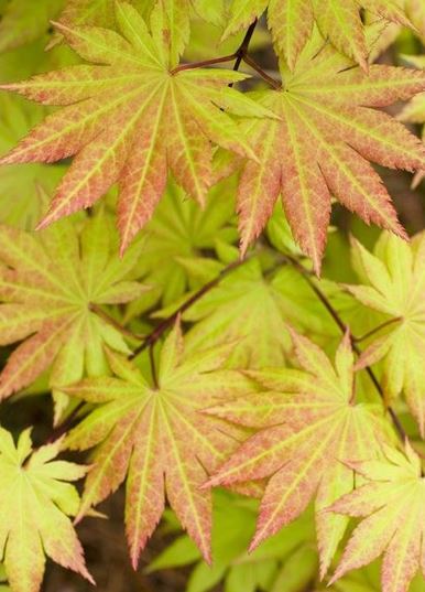 Acer, Full Moon Maple, Japanese Maple Autumn Moon