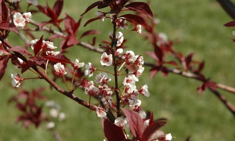 Purple Leaf Plum, Purple Cherry Plum Newport