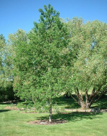 Green Ash Patmore