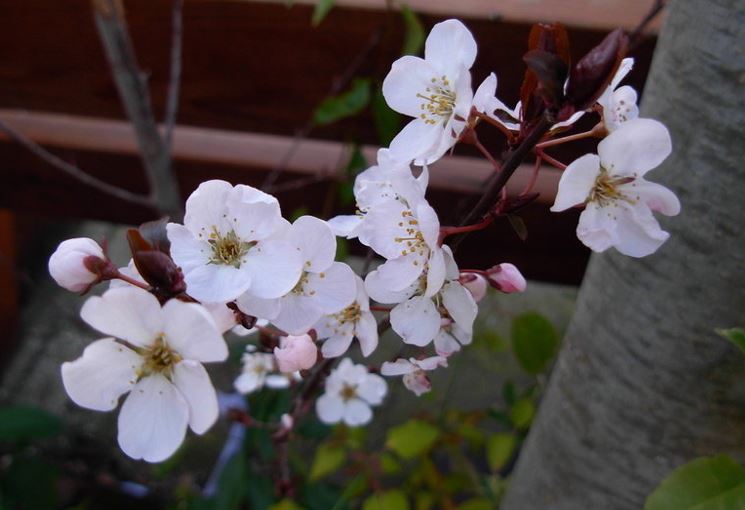 Purple Leaf Plum, Purple Cherry Plum Hollywood