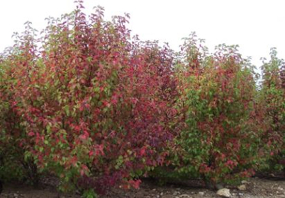 Flowering Pear, Callery Pear Redspire