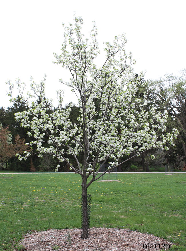 Flowering Pear, Callery Pear Trinity