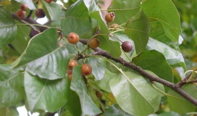 Flowering Pear, Callery Pear Capital