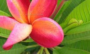 Plumeria, Frangipani, Nosegay, Pagoda Tree, Temple Flower Indonesian Rainbow