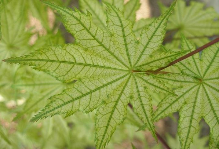Japanese Maple Shigitatsu sawa